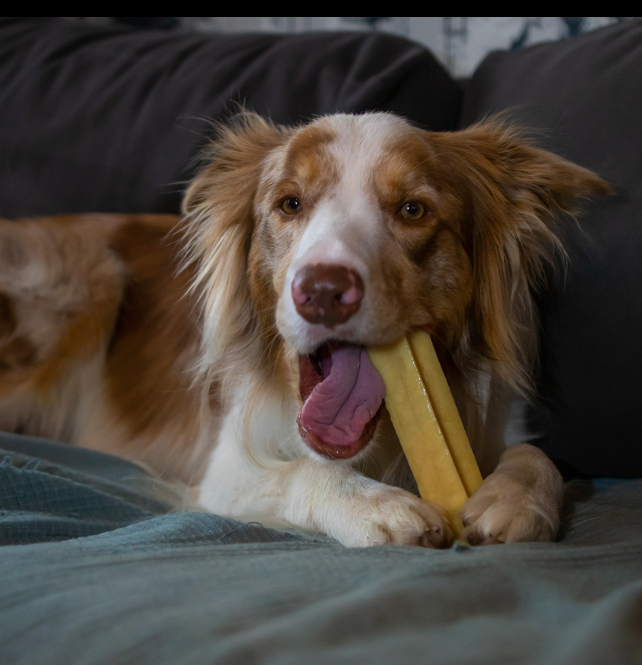 7 beutel mit 40 gram Cheezz popcorn fur jede Hund die schönste Belohnung.